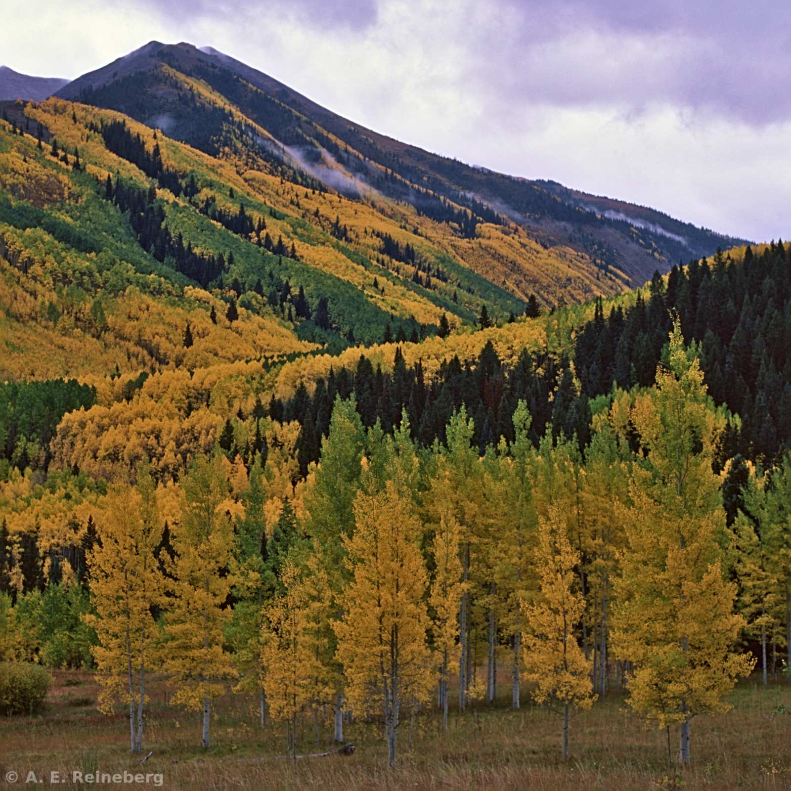 Fall Color 2016 - Aspen and Carbondale