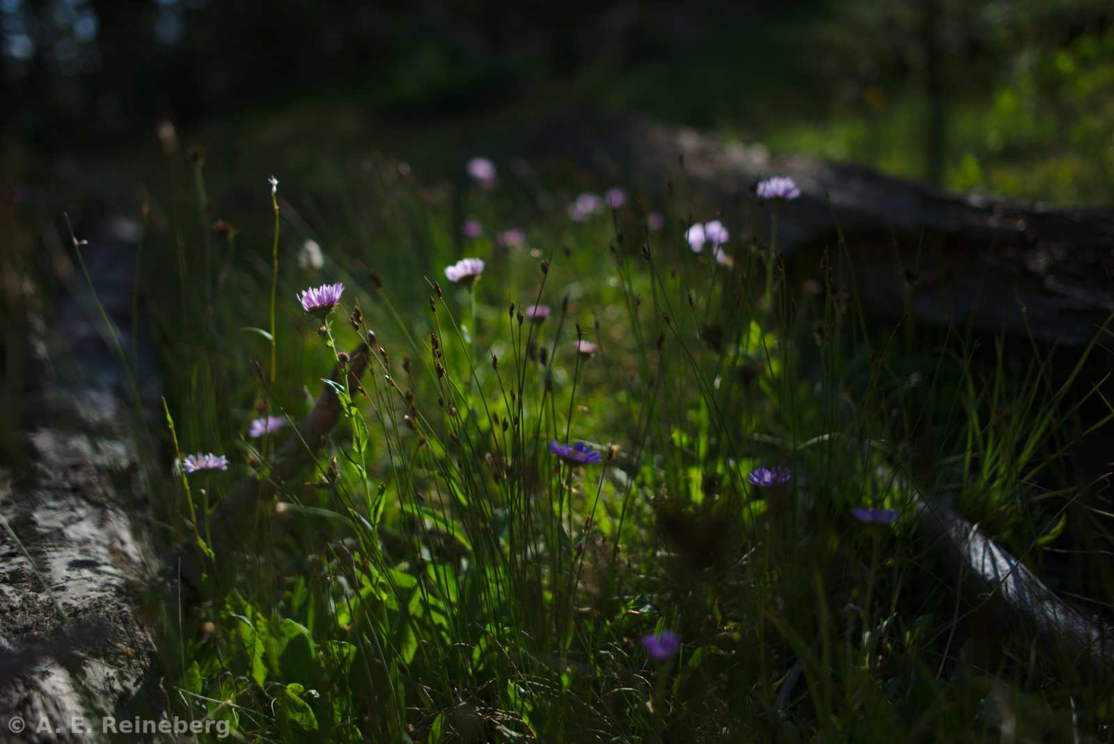 Summer hiking in Rocky Mountain National Park