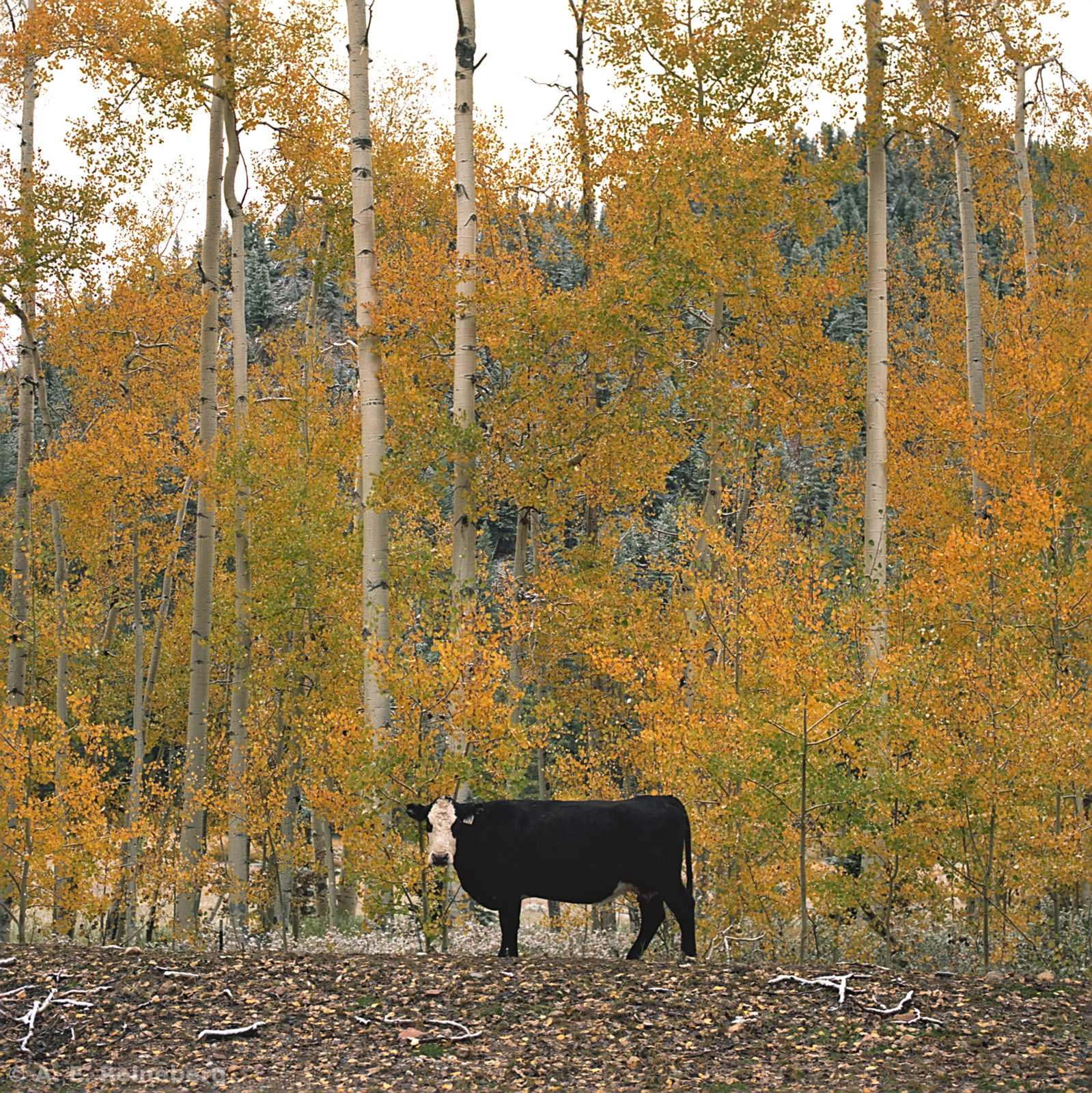 Fall Color 2016 - Marble and Crested Butte