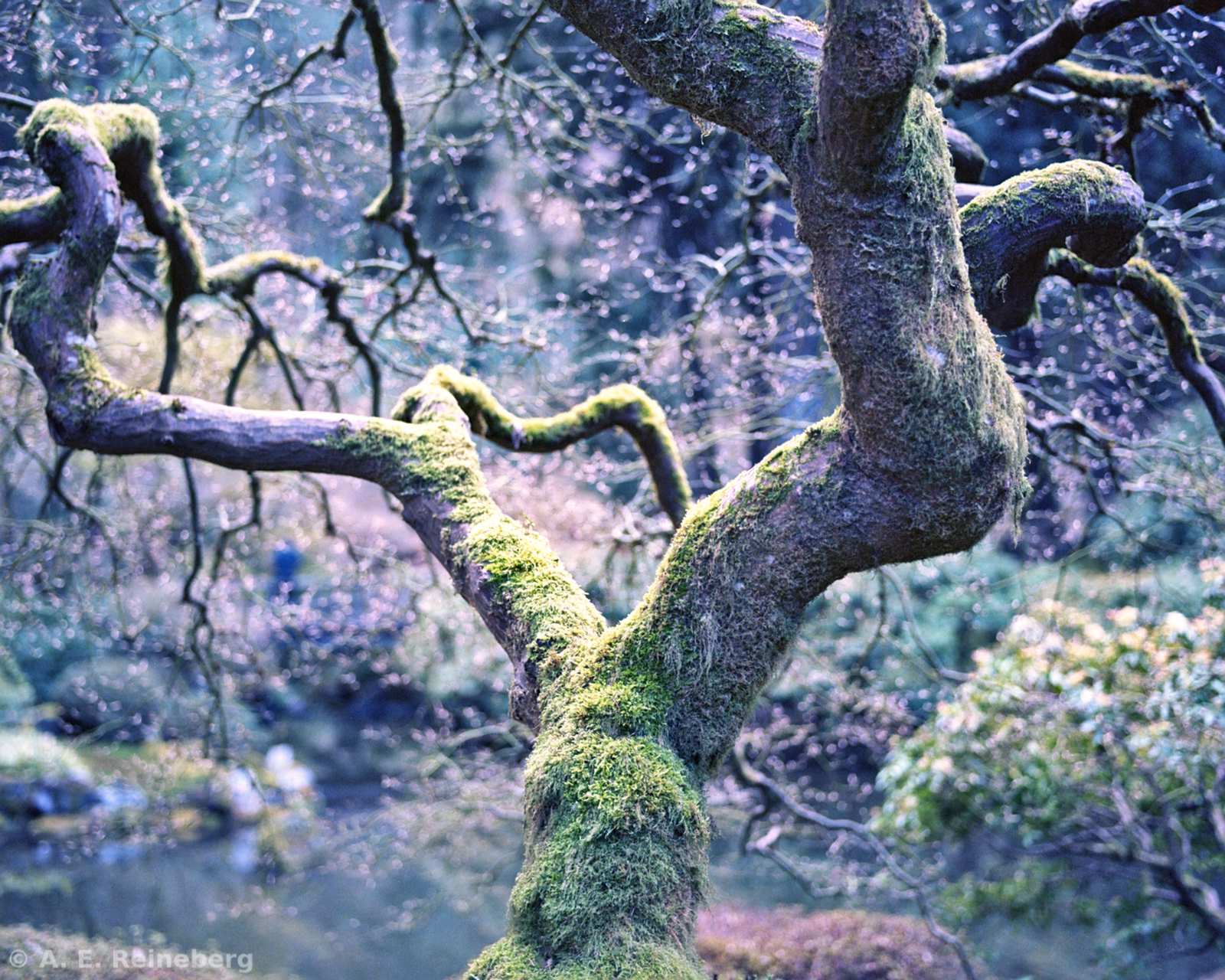 Oregon - Portland Japanese Gardens and other locations