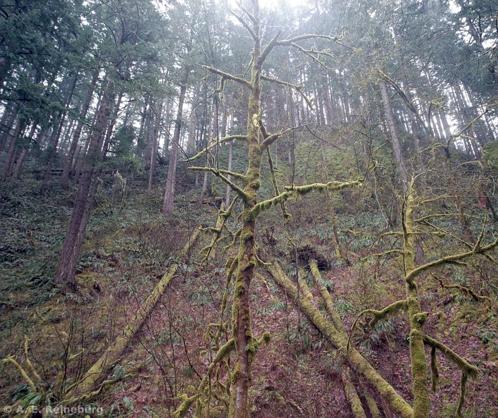 Oregon - Portland Japanese Gardens and other locations