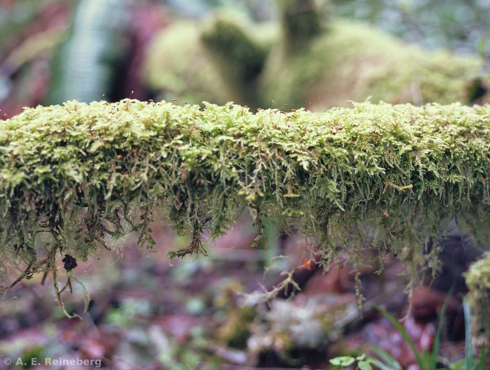 Oregon - Portland Japanese Gardens and other locations
