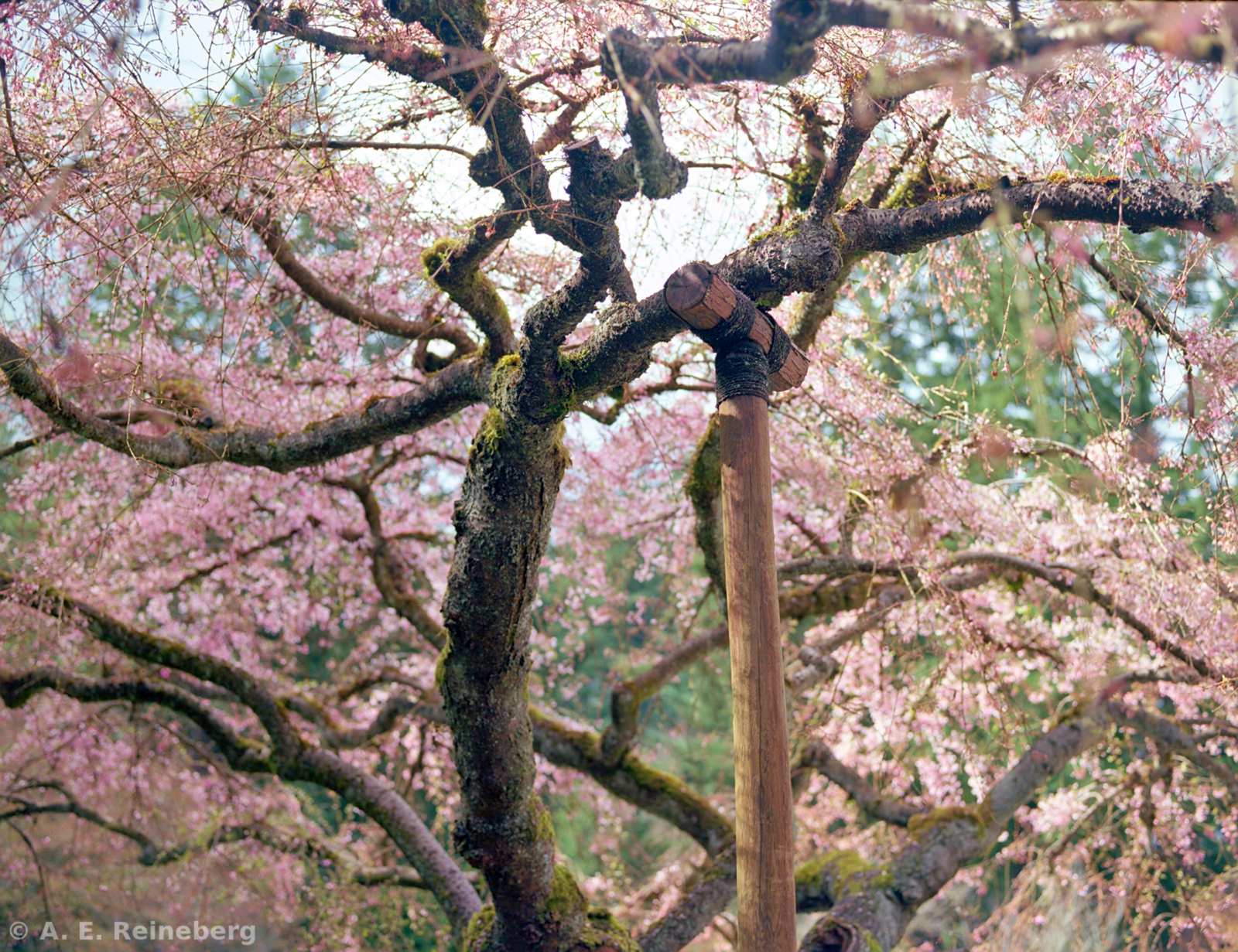 Oregon - Portland Japanese Gardens and other locations
