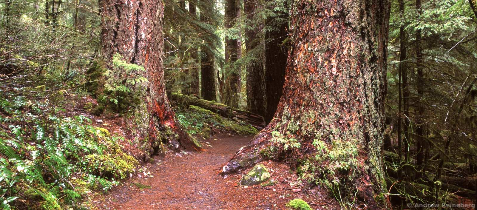 Oregon panoramas