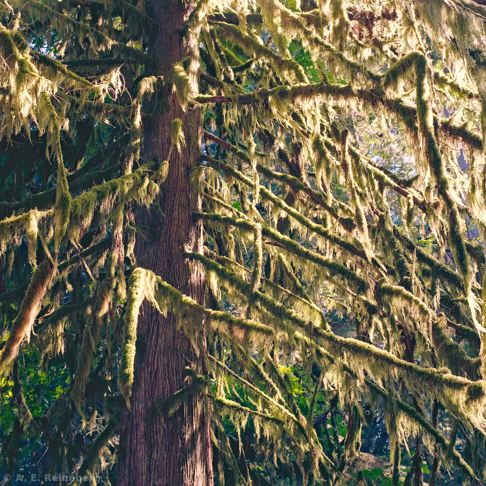 Exploring Vancouver and Surrounding Islands
