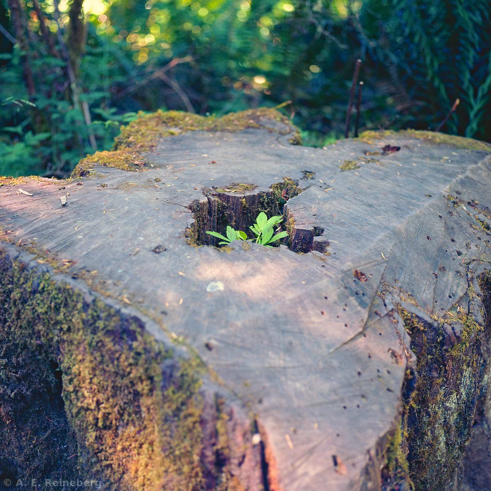Exploring Vancouver and Surrounding Islands