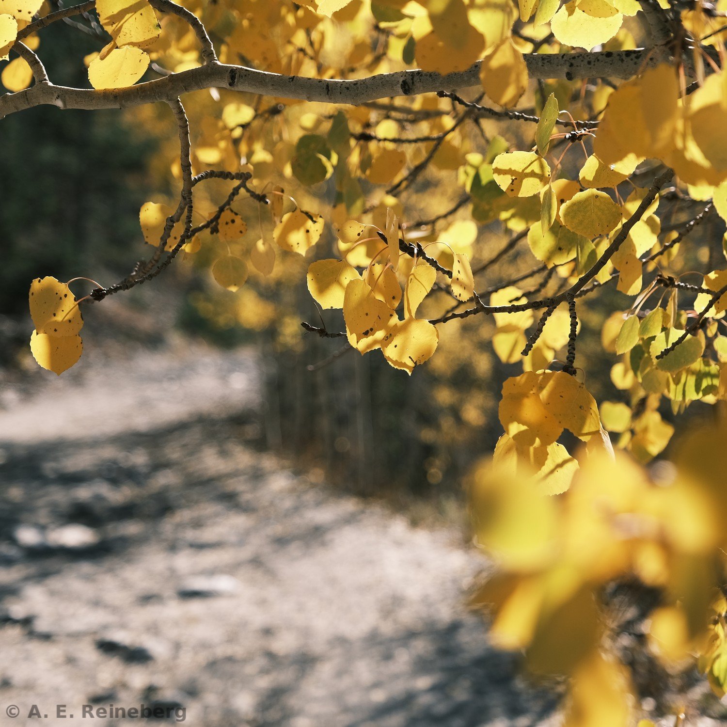 fall portfolio