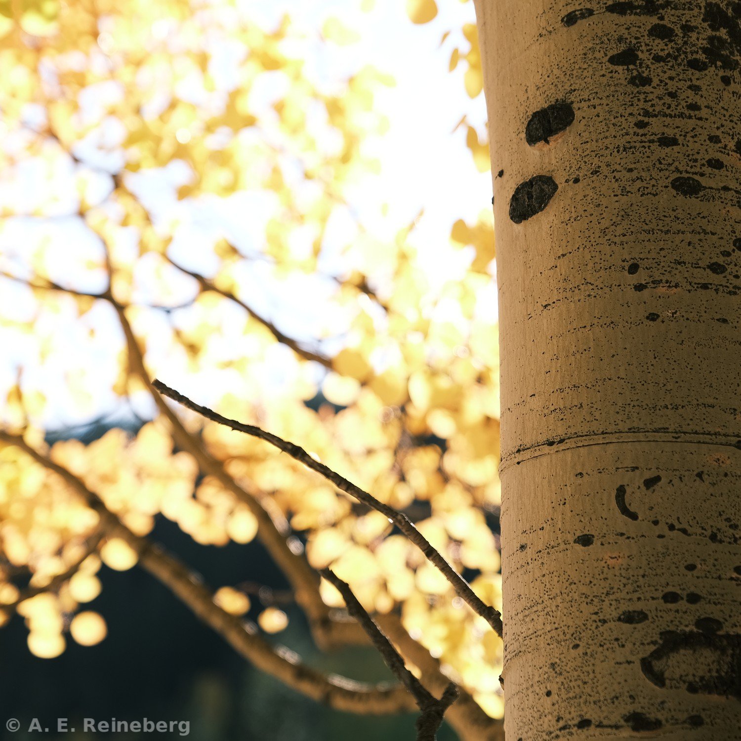 fall portfolio