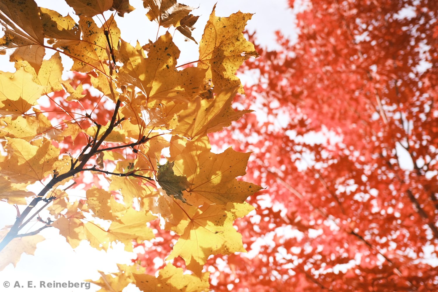fall portfolio