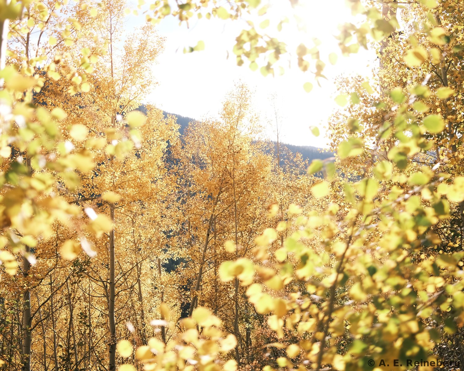 fall portfolio