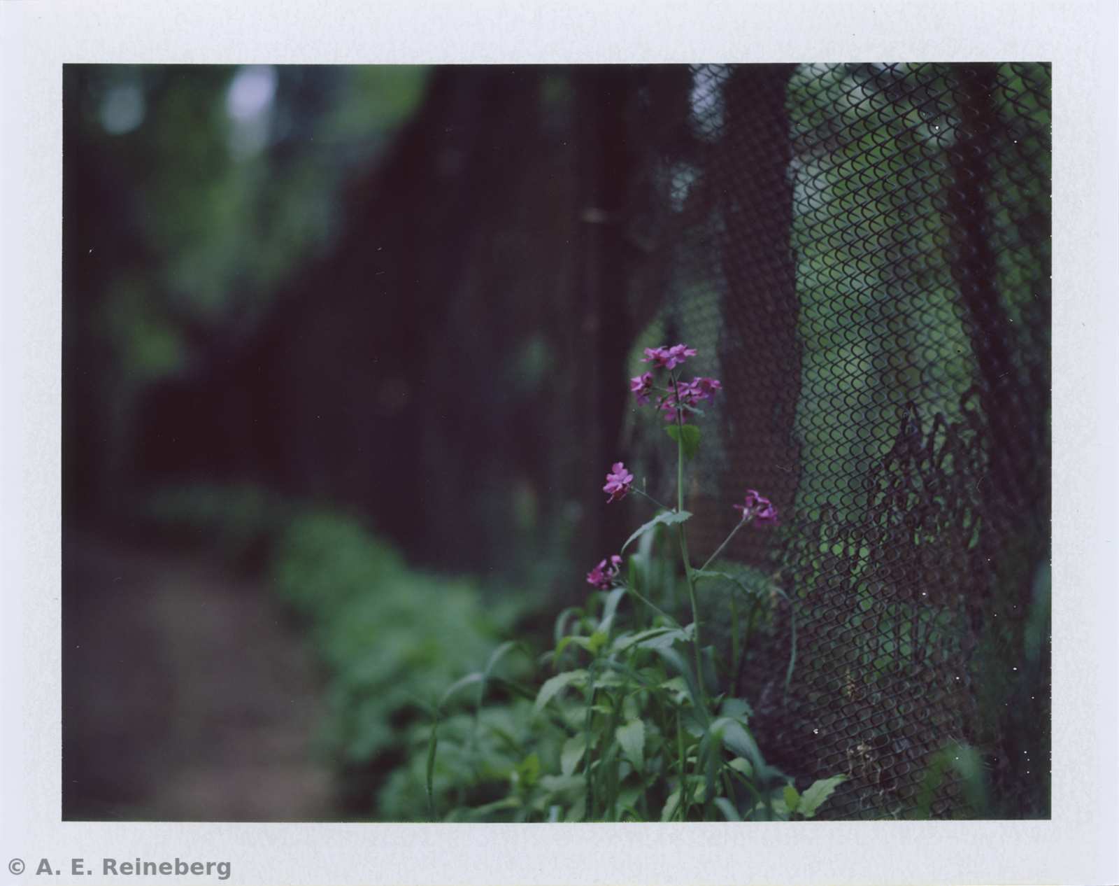 Polaroid project by Andrew Reineberg