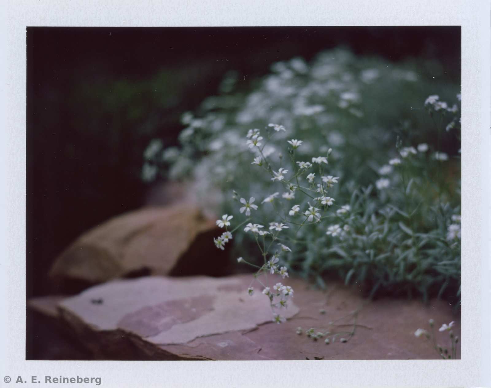 Polaroid project by Andrew Reineberg