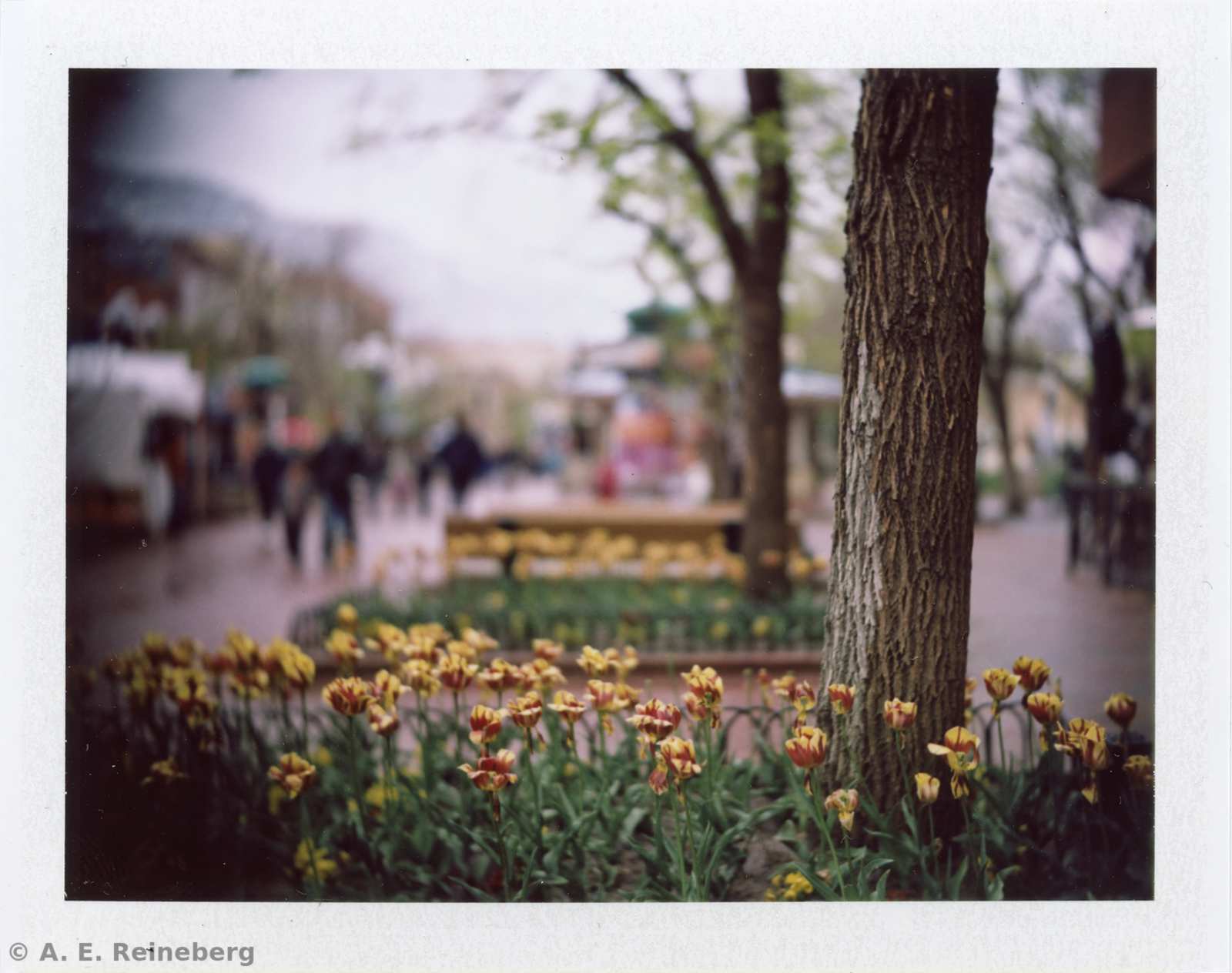 Polaroid project by Andrew Reineberg