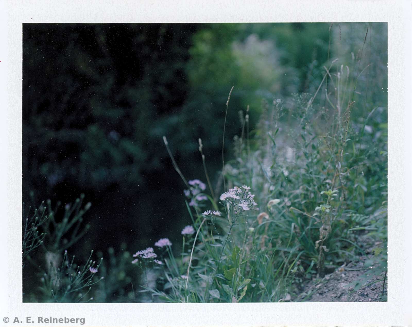 Polaroid project by Andrew Reineberg