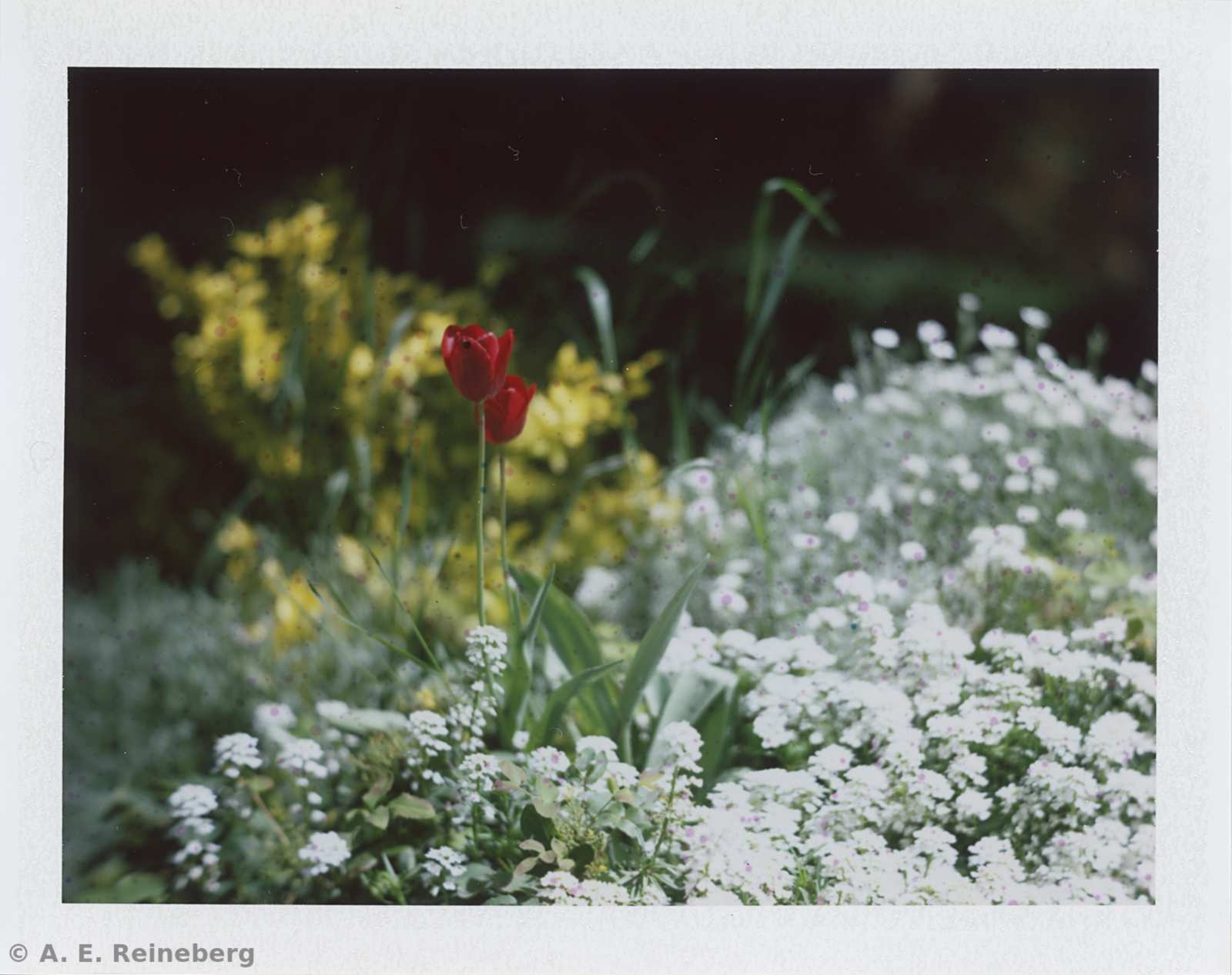 Polaroid project by Andrew Reineberg