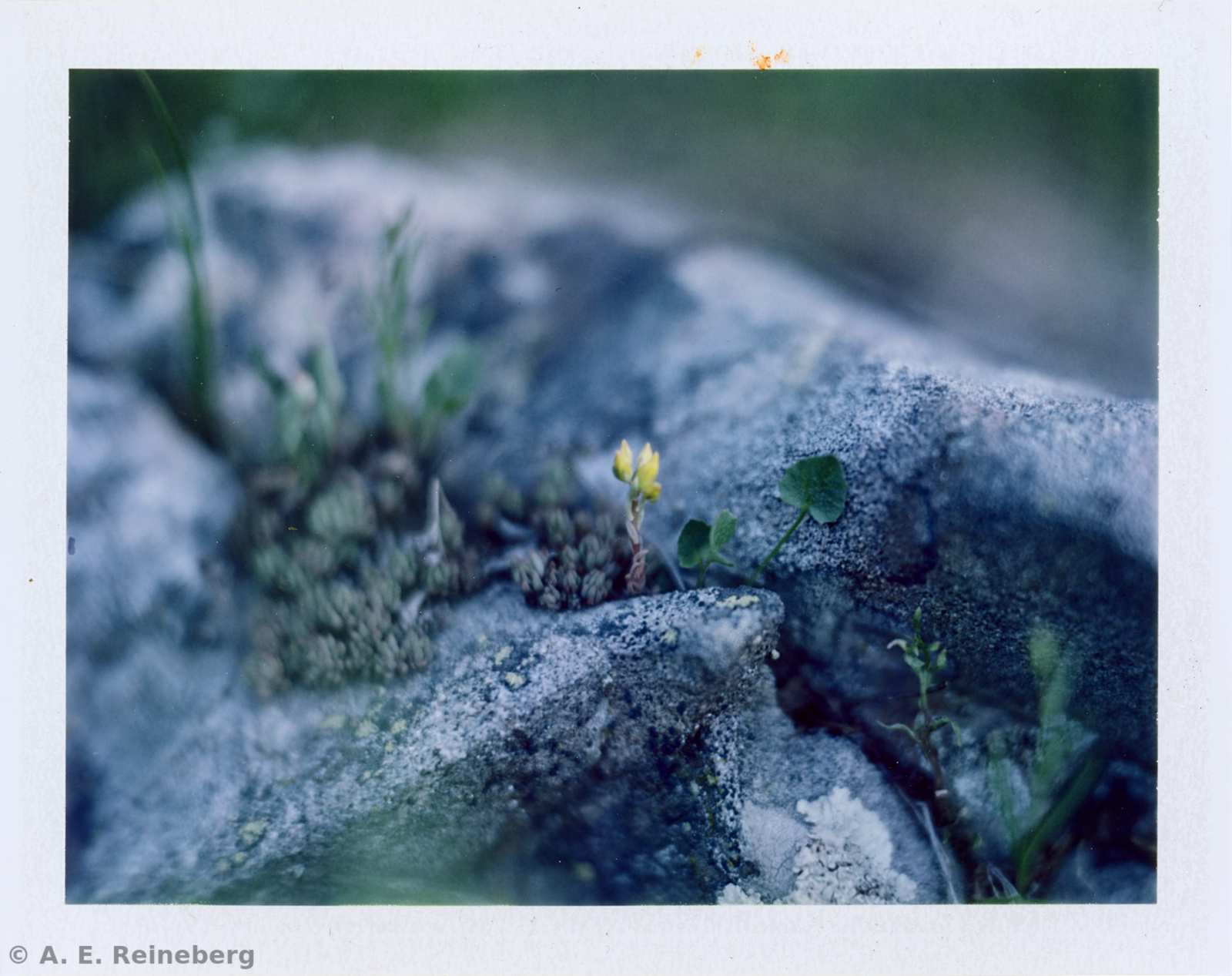 Polaroid project by Andrew Reineberg