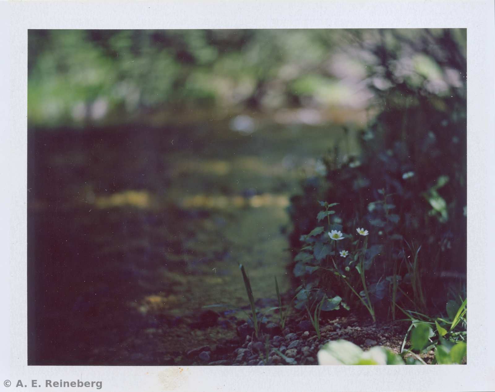 Polaroid project by Andrew Reineberg