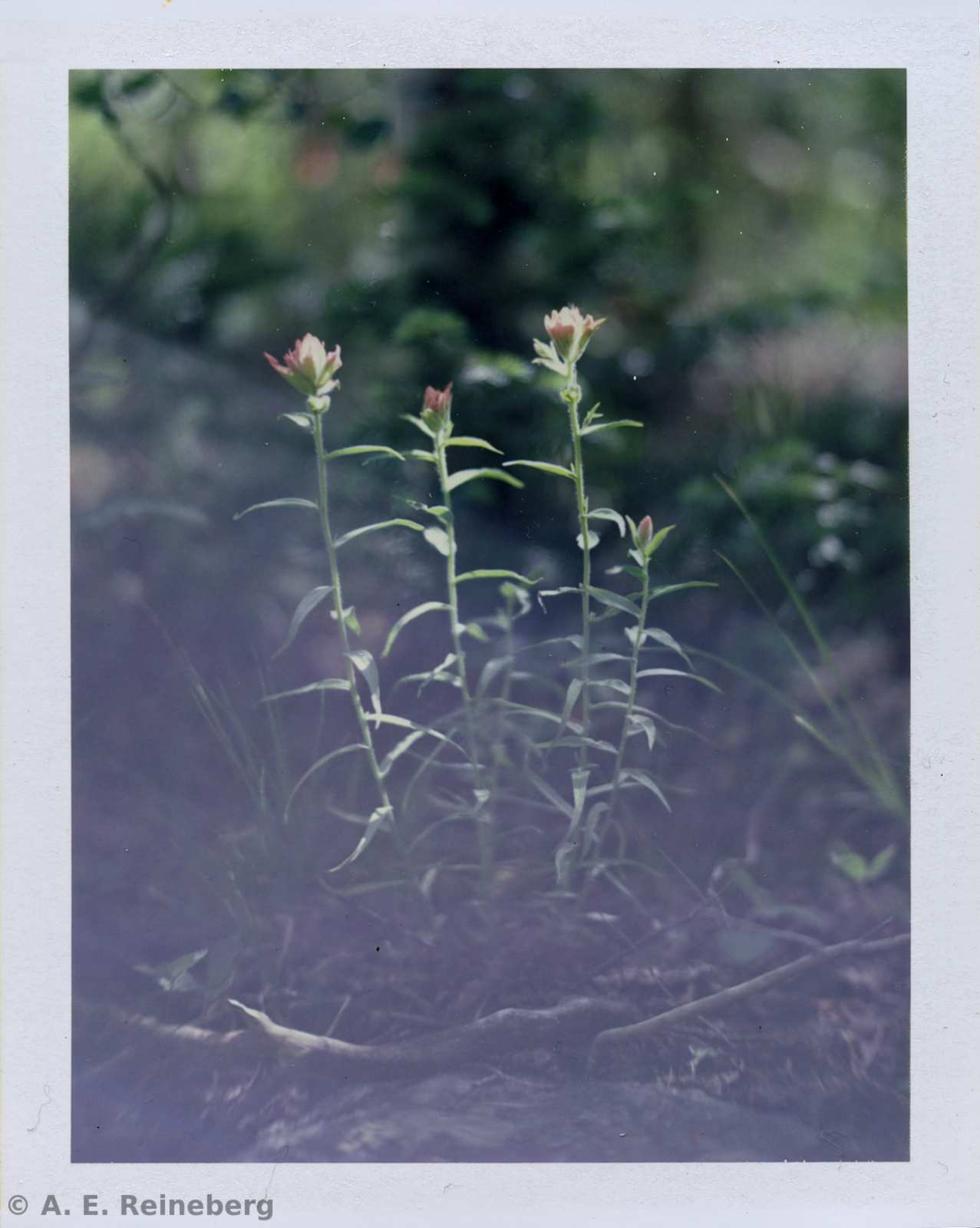 Polaroid project by Andrew Reineberg