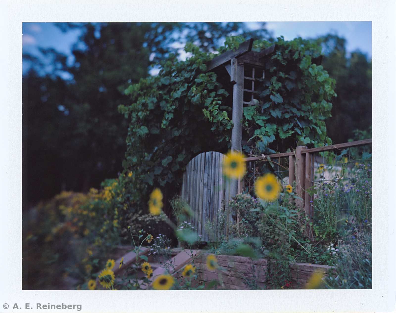 Polaroid project by Andrew Reineberg