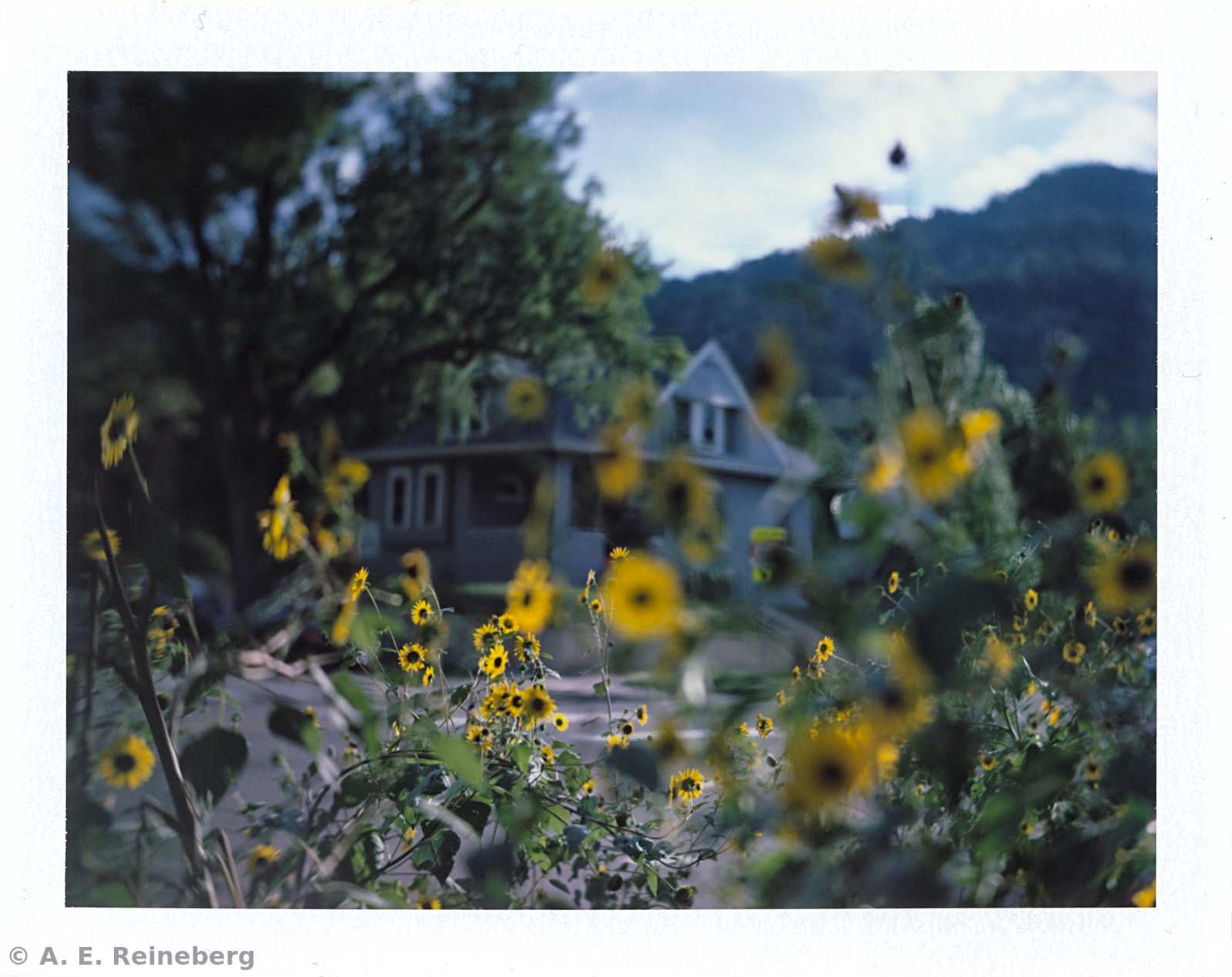 Polaroid project by Andrew Reineberg