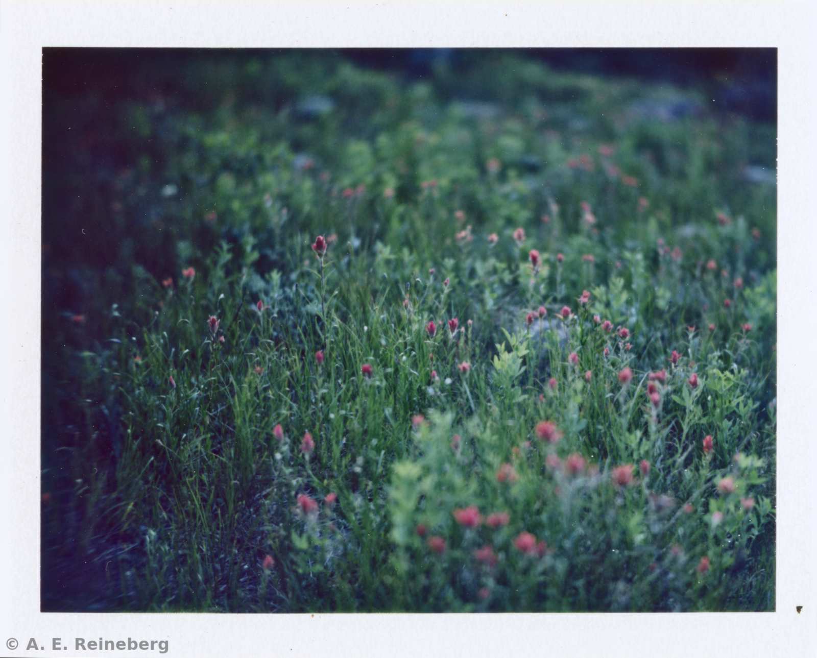 Polaroid project by Andrew Reineberg