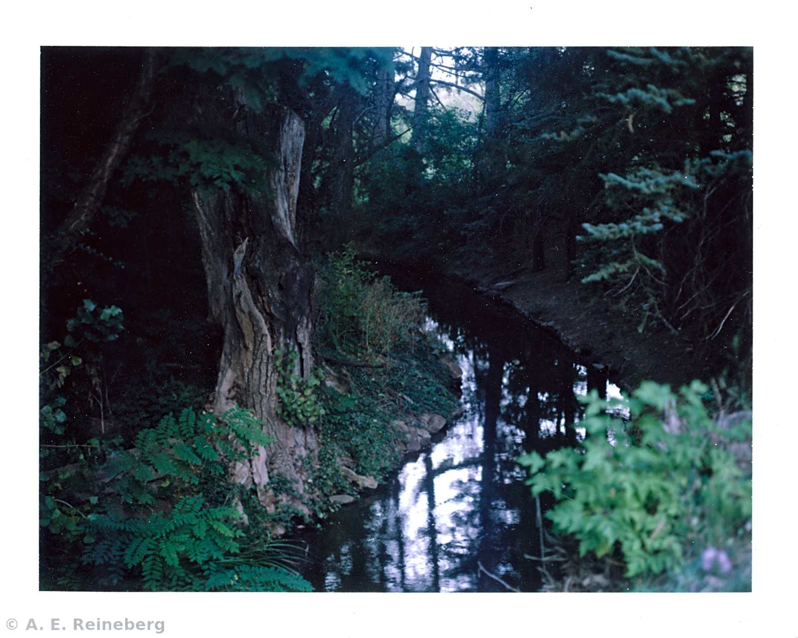 Polaroid project by Andrew Reineberg