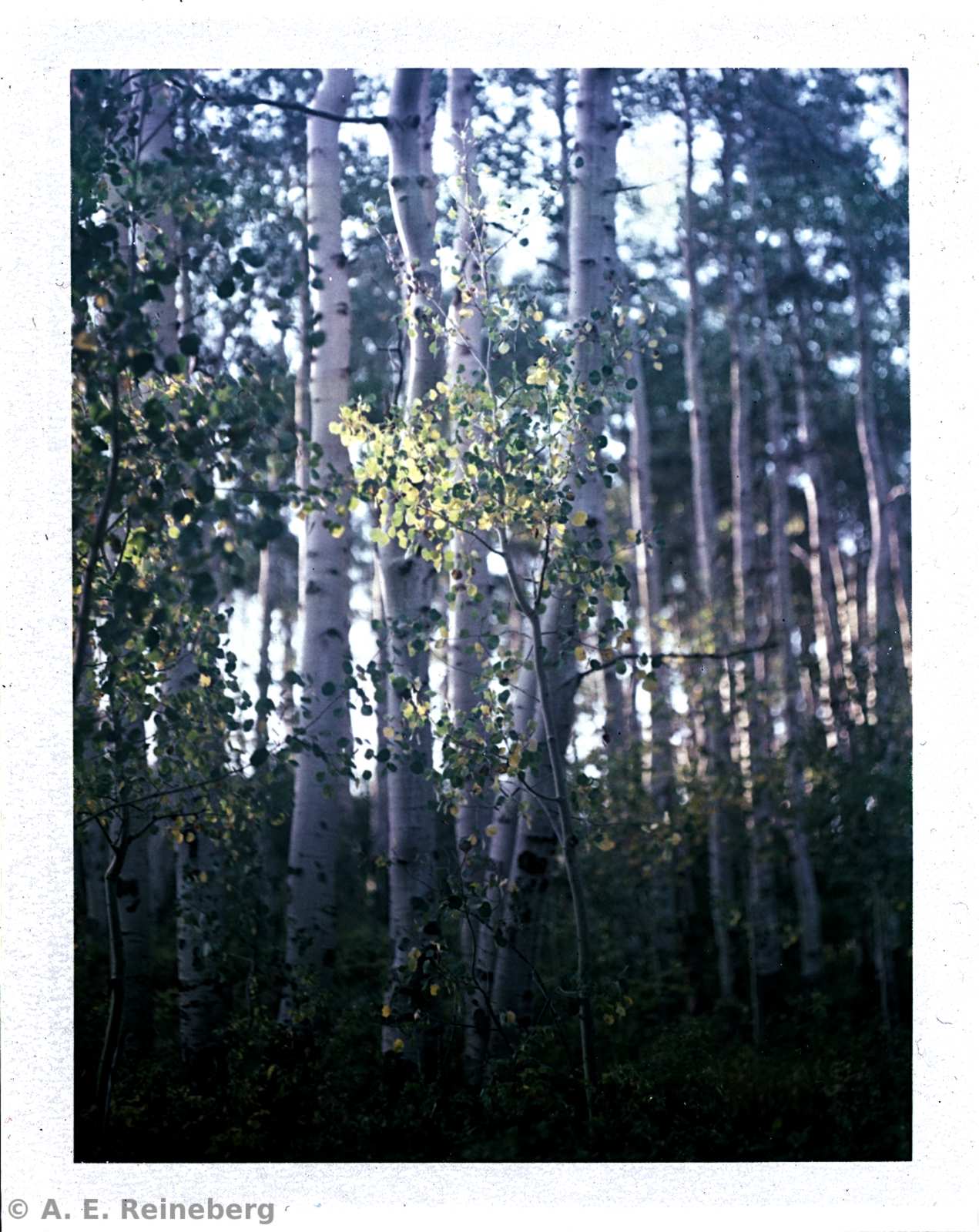 Polaroid project by Andrew Reineberg