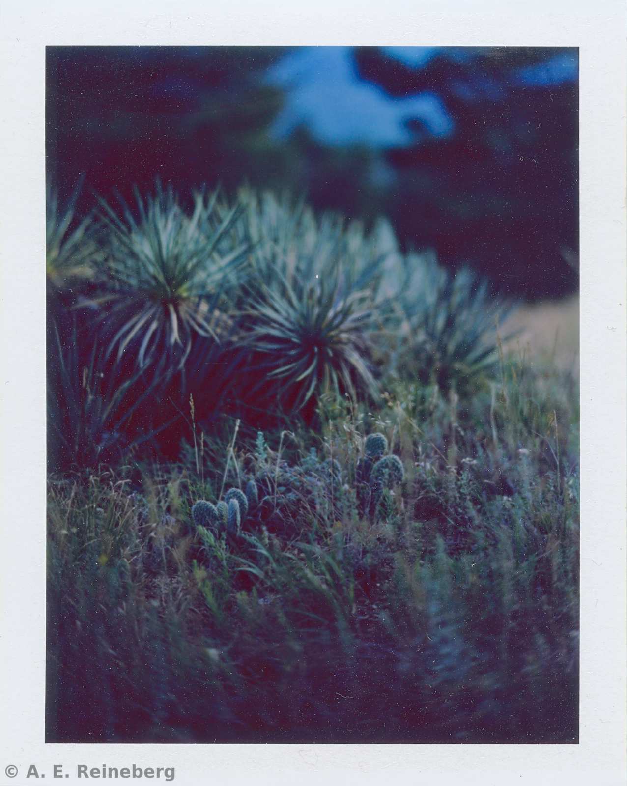 Polaroid project by Andrew Reineberg