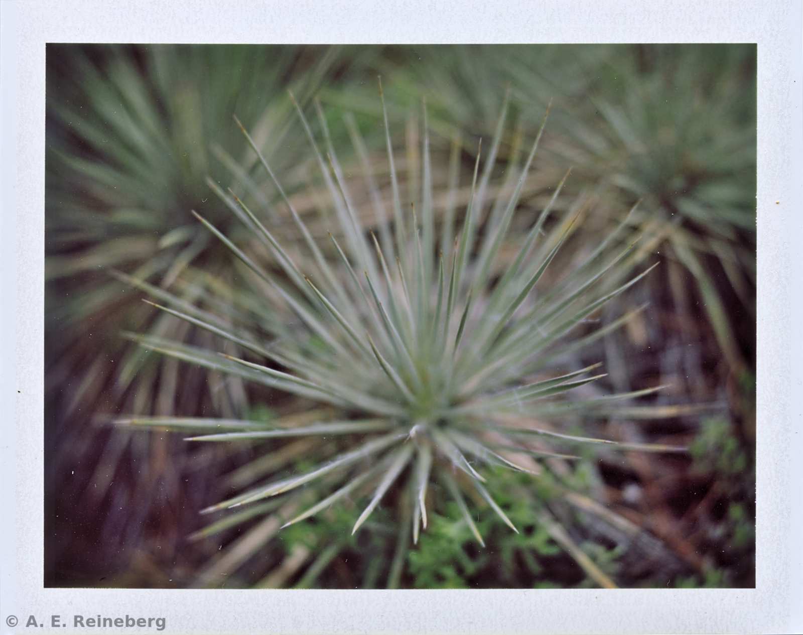 Polaroid project by Andrew Reineberg