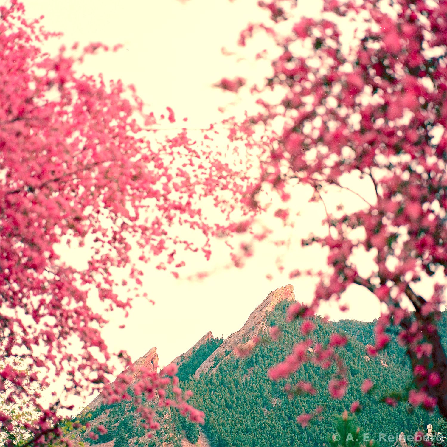 spring portfolio