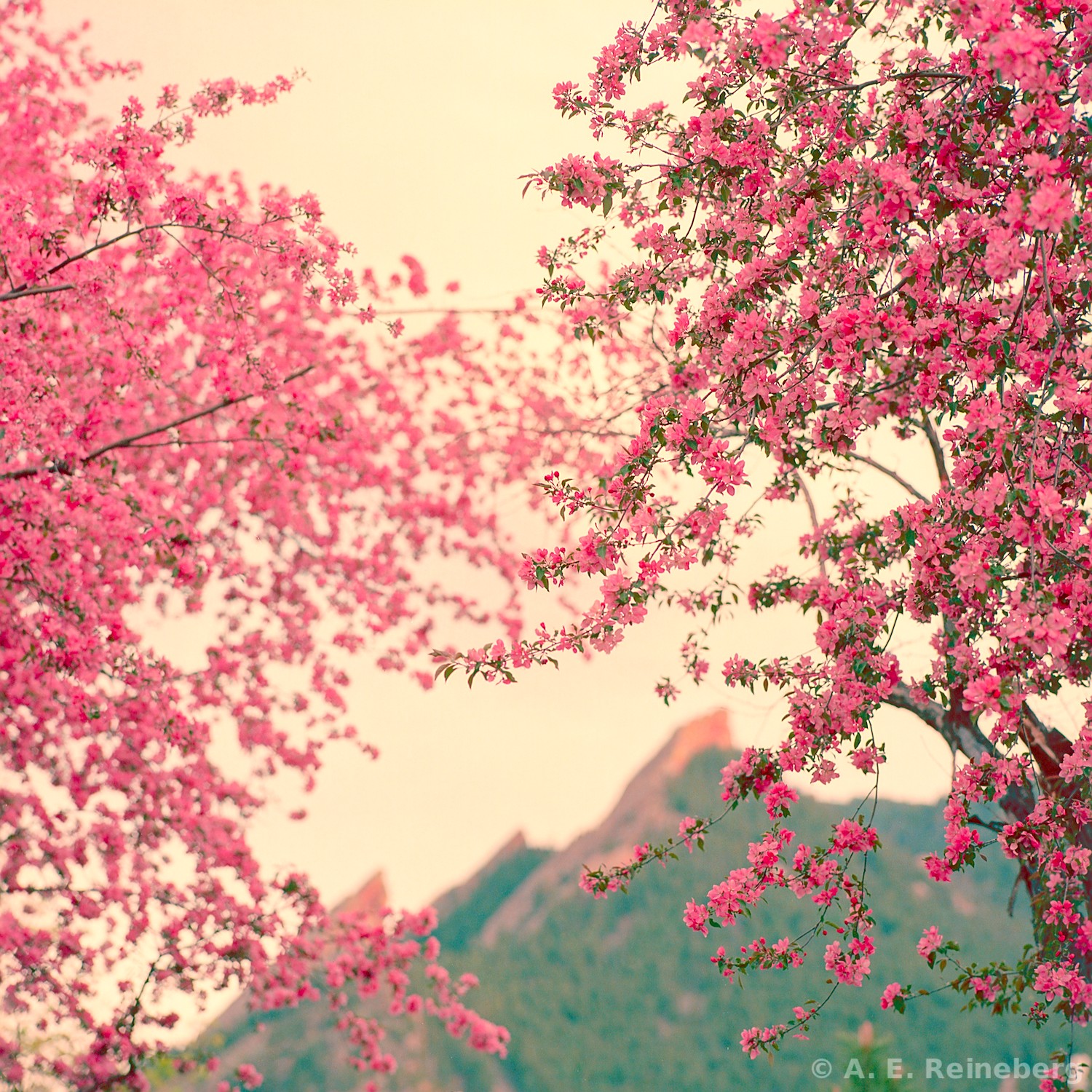 spring portfolio