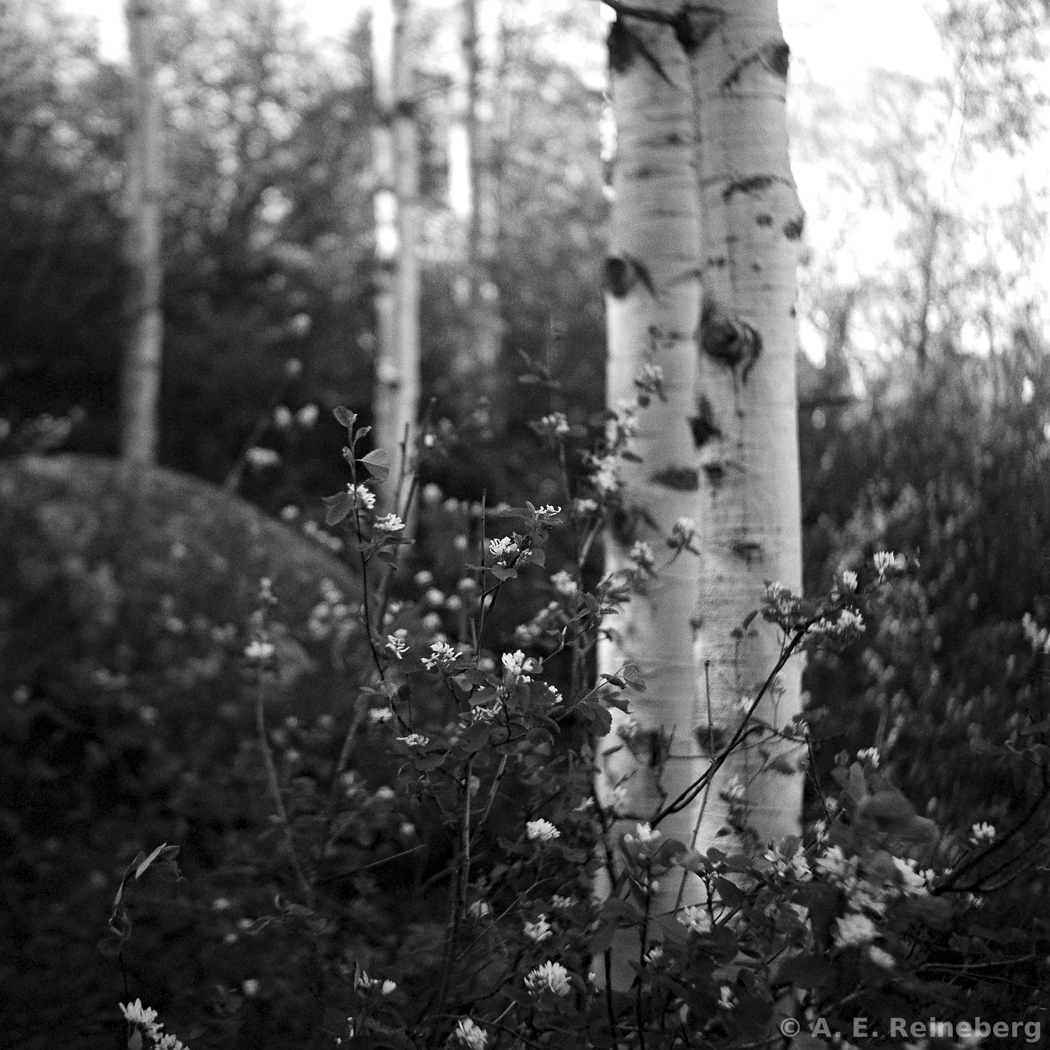 spring portfolio