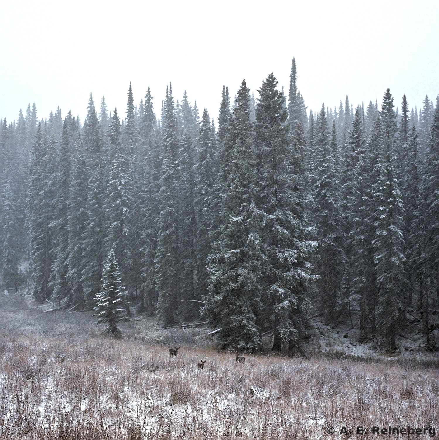 winter portfolio